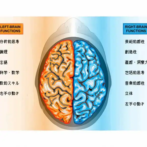 右脳と左脳
