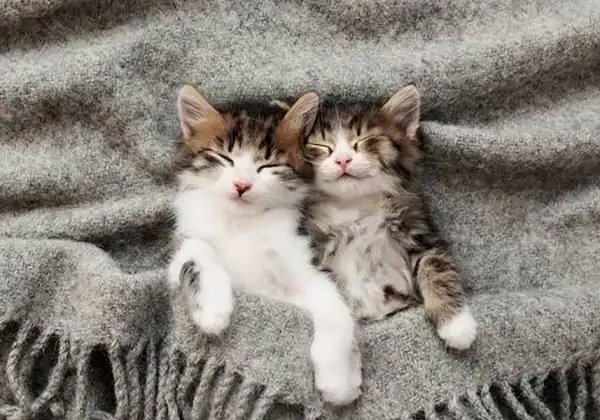 お昼寝中の子猫たち