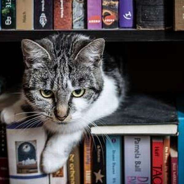 魔女の本棚と猫