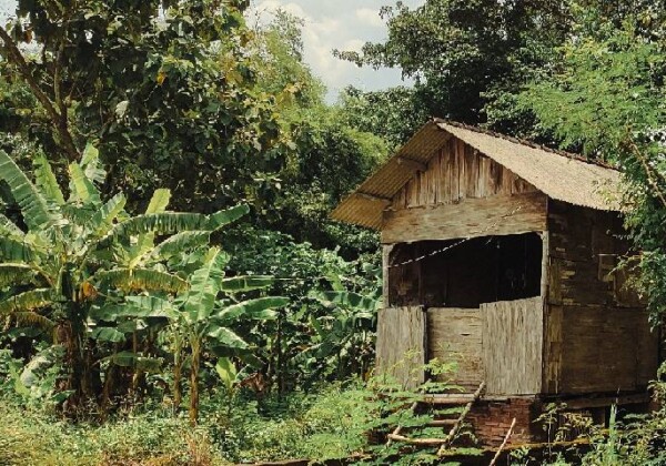 ジャングルの家