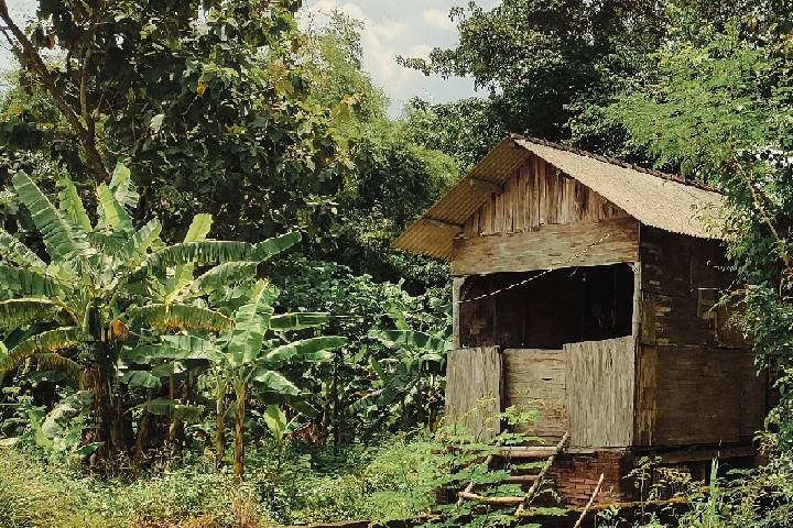 ジャングルの家