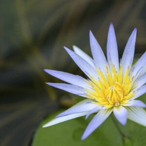 ブルーロータス