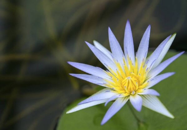 ブルーロータス