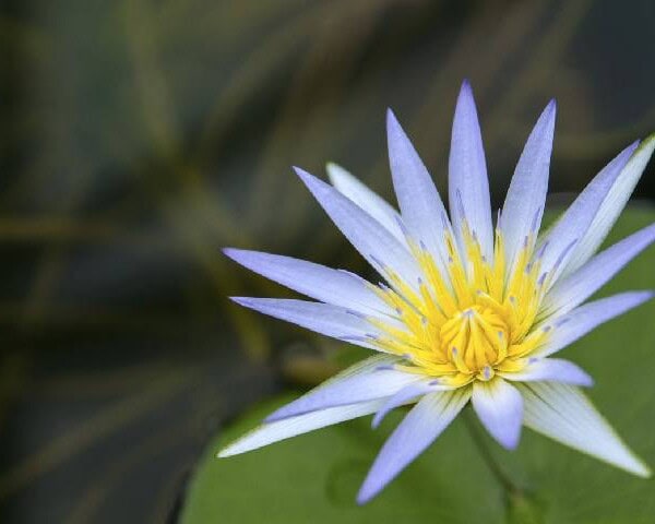 ブルーロータス