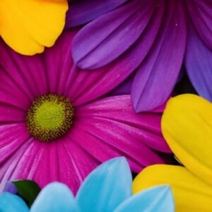 ヴィヴィッドな花