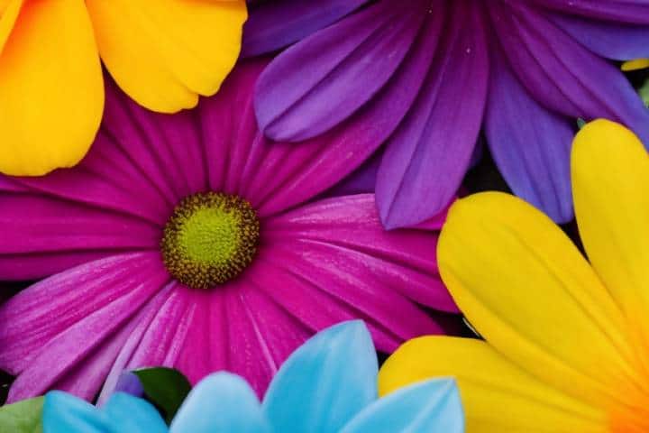 ヴィヴィッドな花