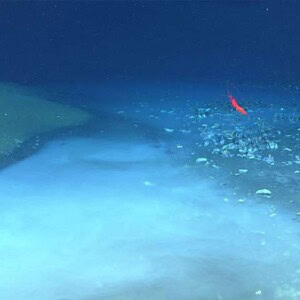 メキシコ湾の塩水溜まり