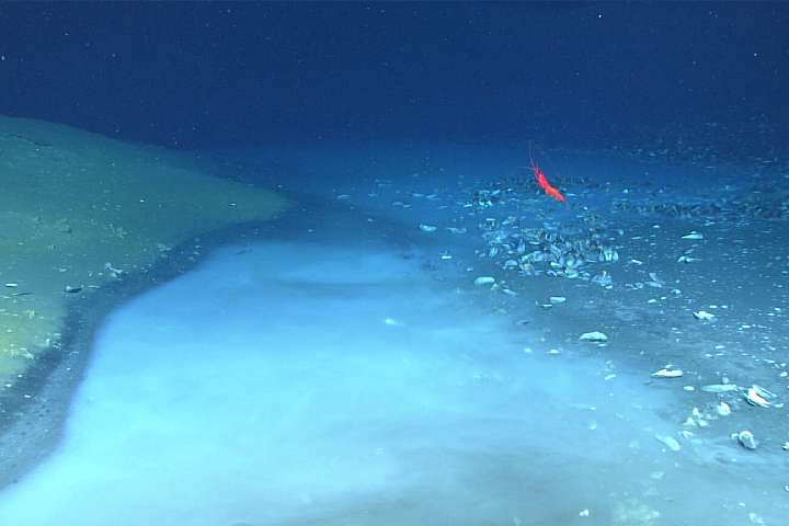 メキシコ湾の塩水溜まり